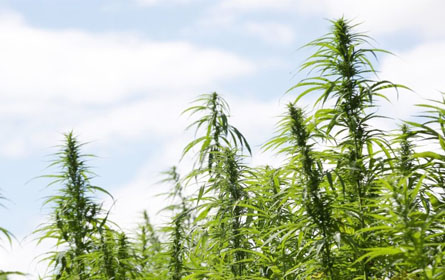 Telegraaf: Studie: cannabis kan corona-infectie voorkomen!